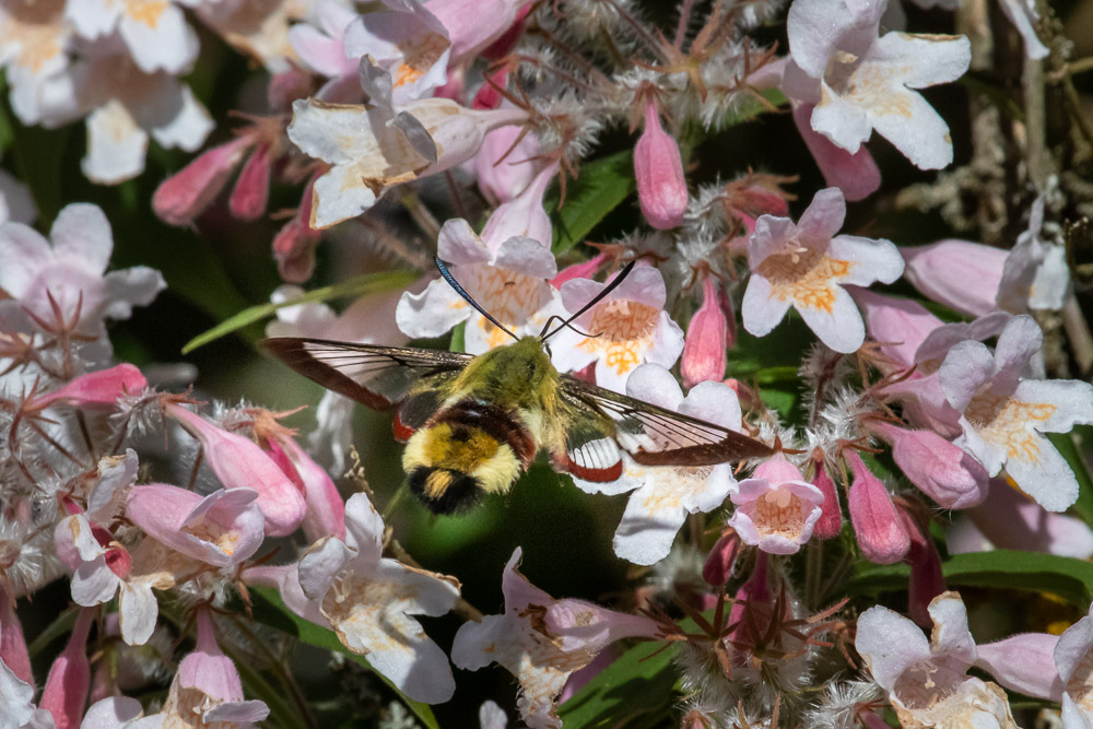 Det är bråttom att få i sig nektar! Här tar humlesvärmaren sikte med snabeln,