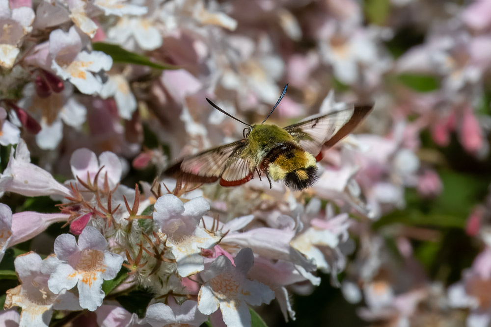 Snabbt i väg till nästa blomma!