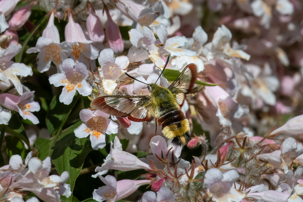 Ny tankning på gång!