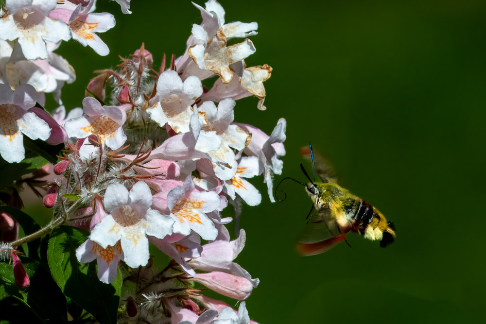 Dags för nästa påfyllning av nektar!