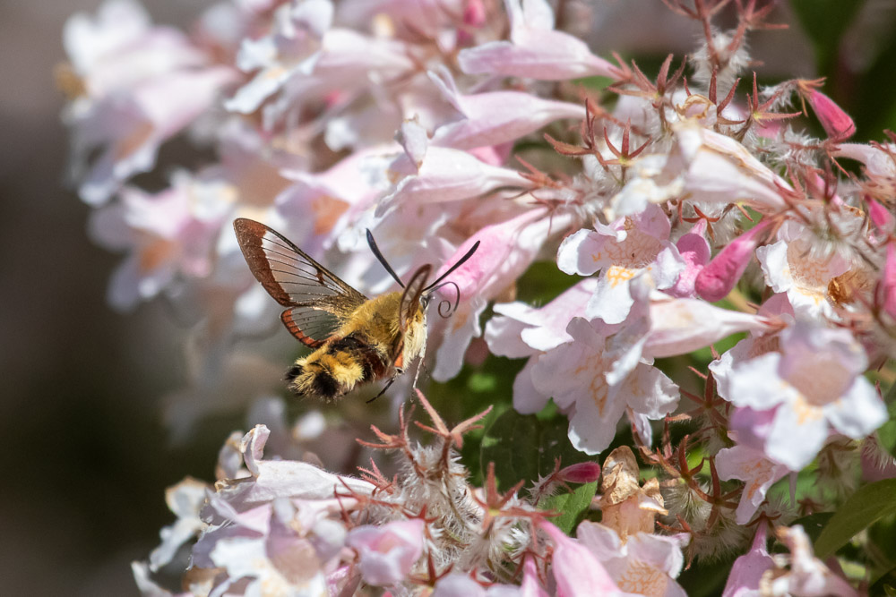 Ibland kan man ta det litet lungt i blomstervärlden och nästan segla fram.