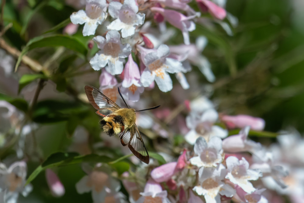 Vrooom! Humlelika dagsvärmaren kommer flygande som ett jetplan!