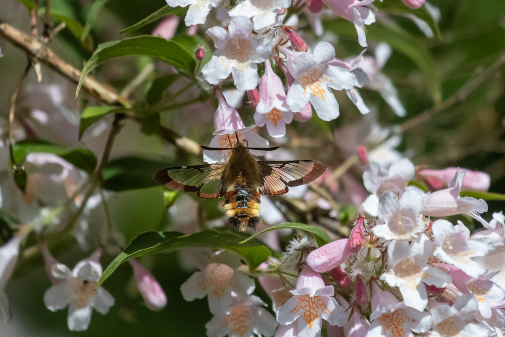 Täta tankningar krävs.