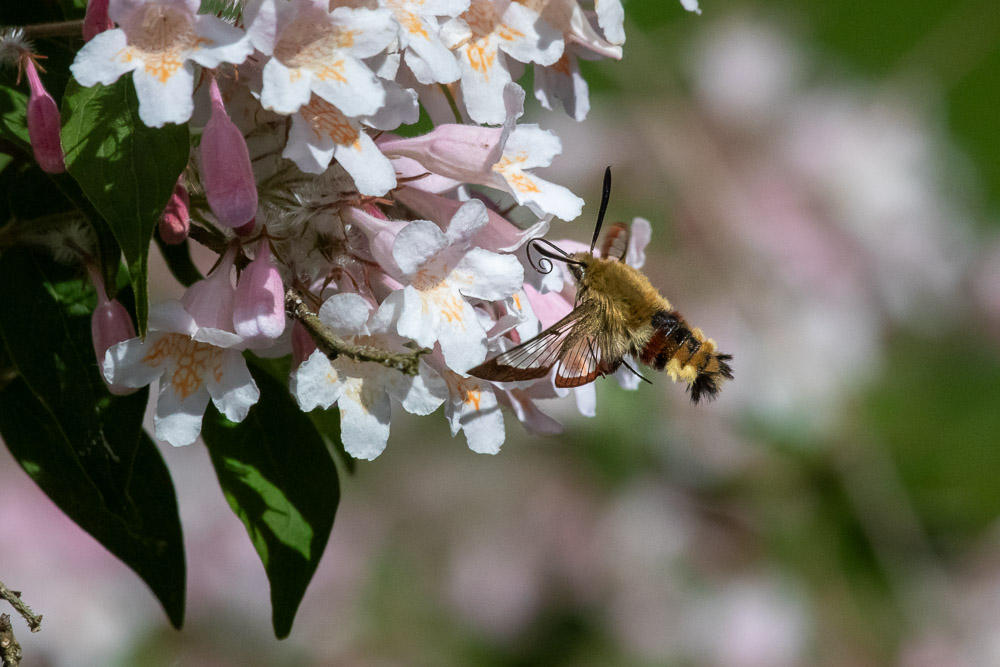 Många humlor och bin konkurrerar om godsakerna. Finns det någonting kvar här?