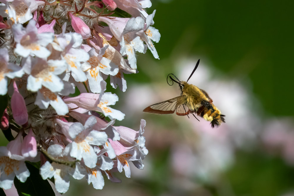 -Nähä, tomt! Då får man backa en bit.