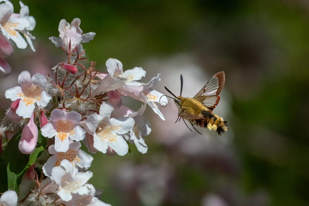 -Och snabbt välja en ny blomma.