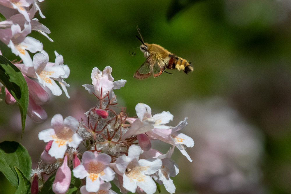 Många blommor blir det som skall besökas.