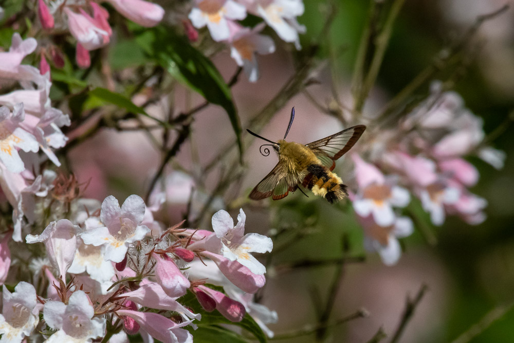 Mot nästa blomklädda gren i busken!