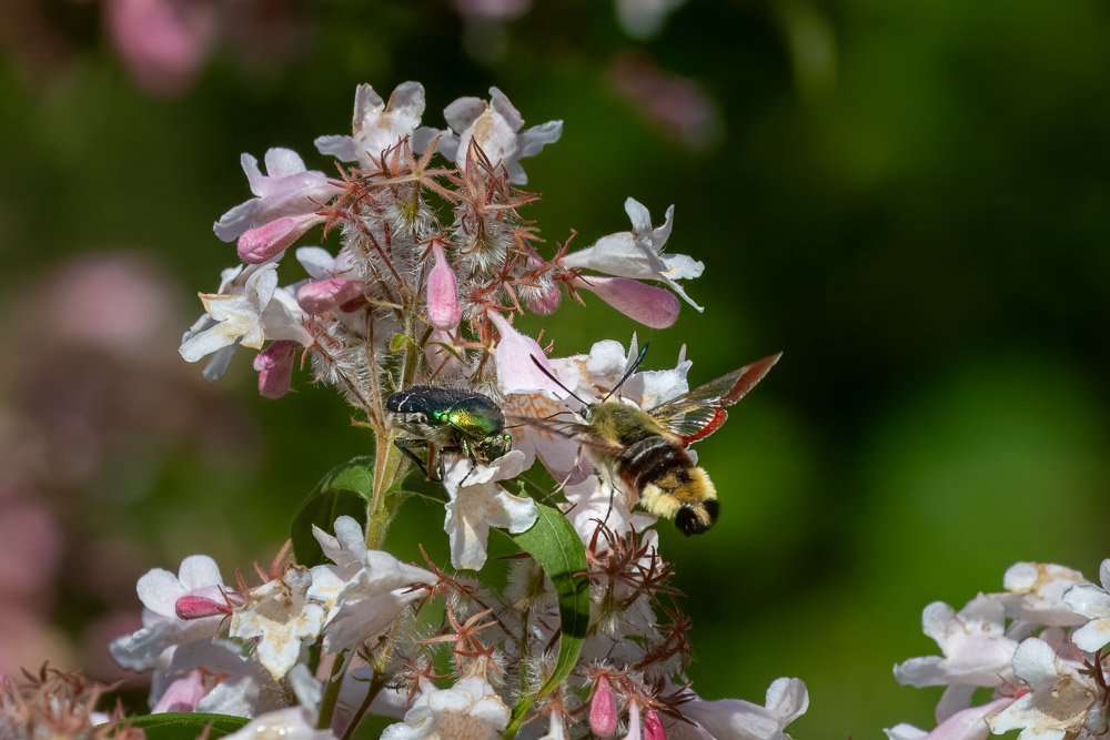 De båda fartmonstren träffas bland blommorna. De diskuterar kanske flygkonst? Sträcka fram snabeln för att lukta?
