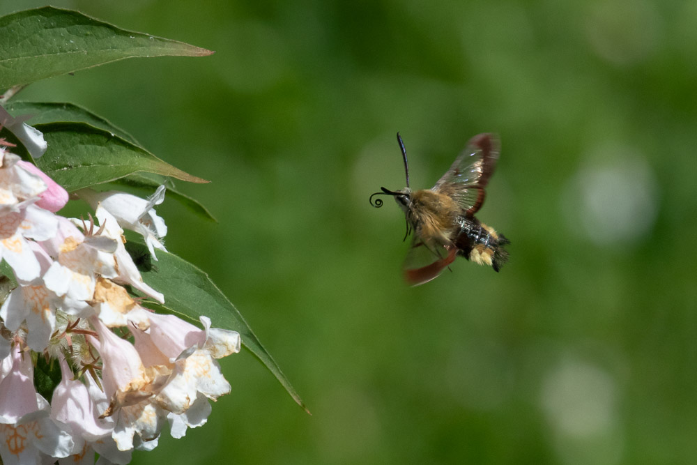 Snabba vingslag! Med 1/2000 sekund på kameran blir vingarna oskarpa.