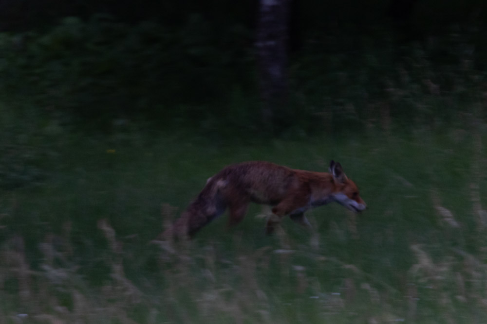 -Sabla gris att grymta! Bäst att flytta en liten bit!