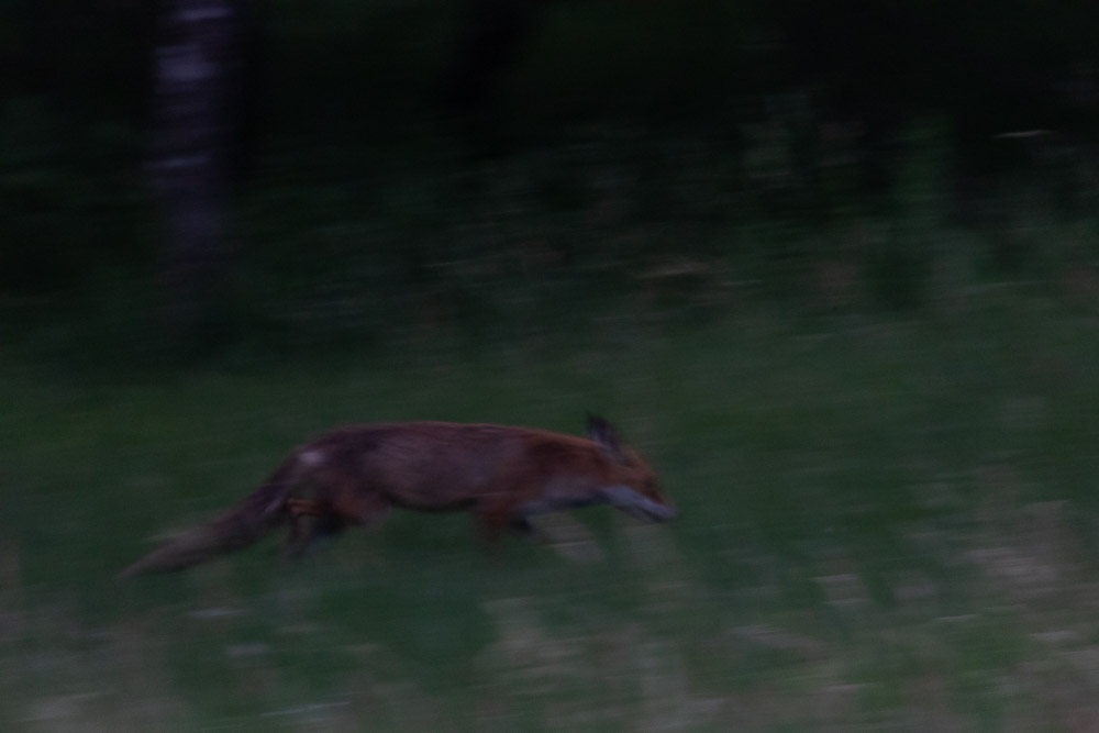 -Jag är ju på väg, sluta väsnas!