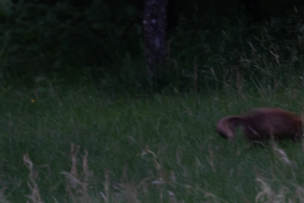 uups! Svinhugg på gång! Bäst att sticka!
