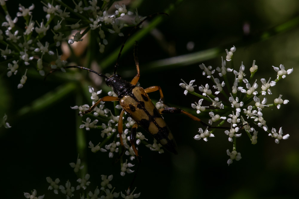 En fyrbandad blombock får inleda bildspelet.