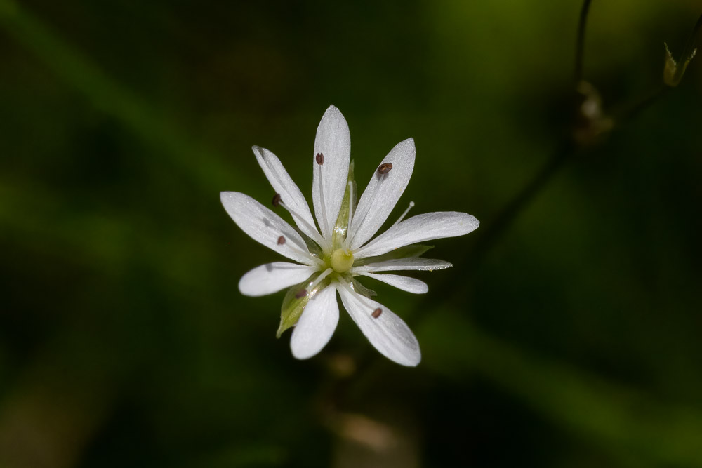 Grässtjärnblommor är det gott om i vår 