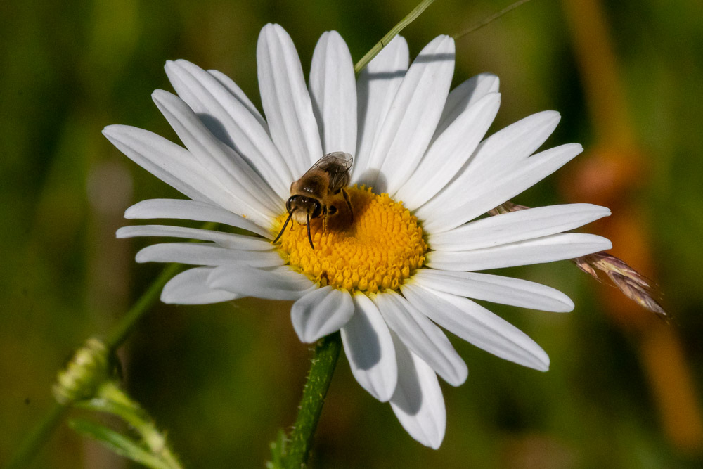 Väggsidenbi samlar bara föda på korgblommiga växter, som prästkrage.