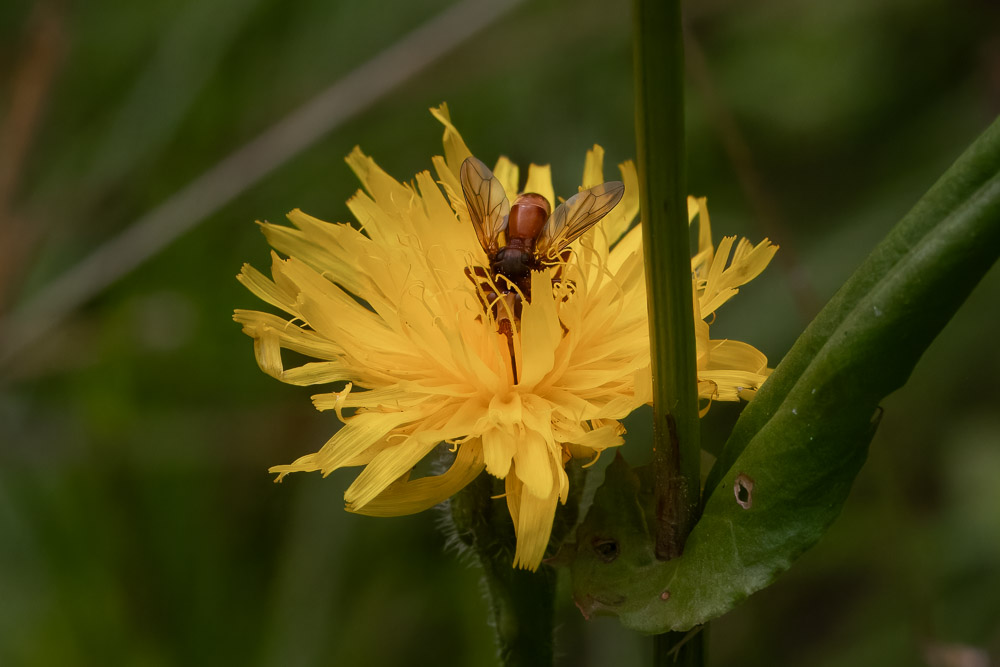 Stekelfluga Sicus ferrugineus suger nektar. Jag har inte hittat svenskt namn.