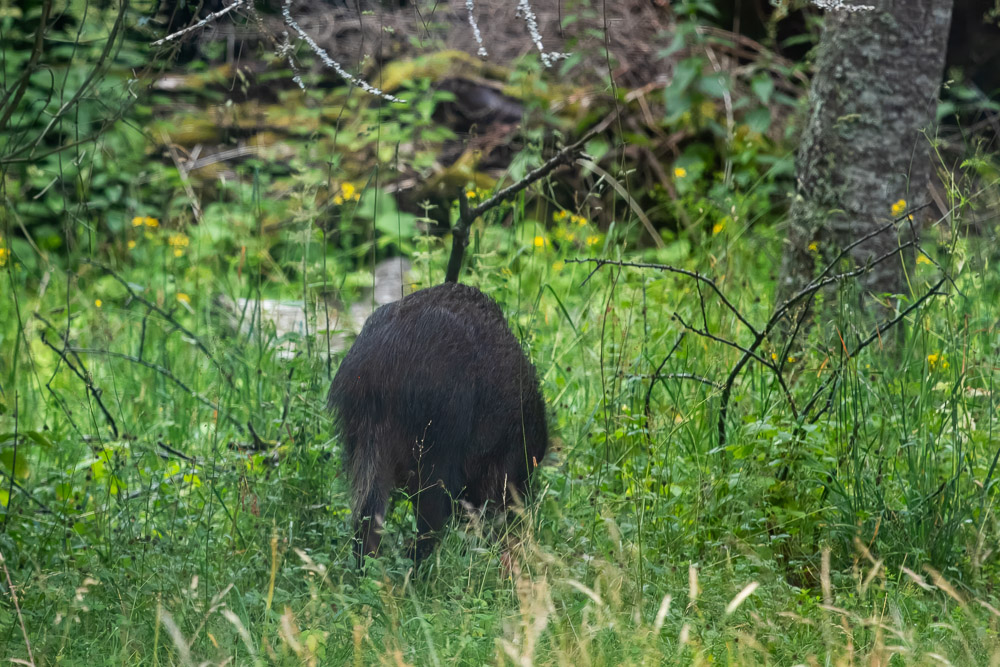 Förra suggan kom på förmiddagen, den här dök upp vid halv sju på kvällen och vände ändan till.
