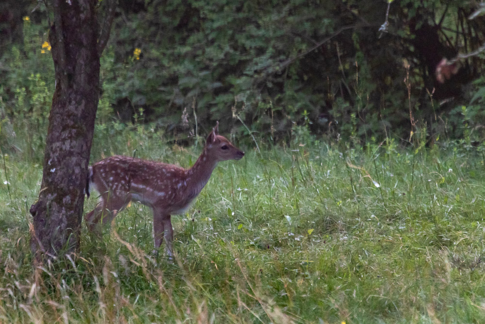 -Vad tänker mamma hitta på?