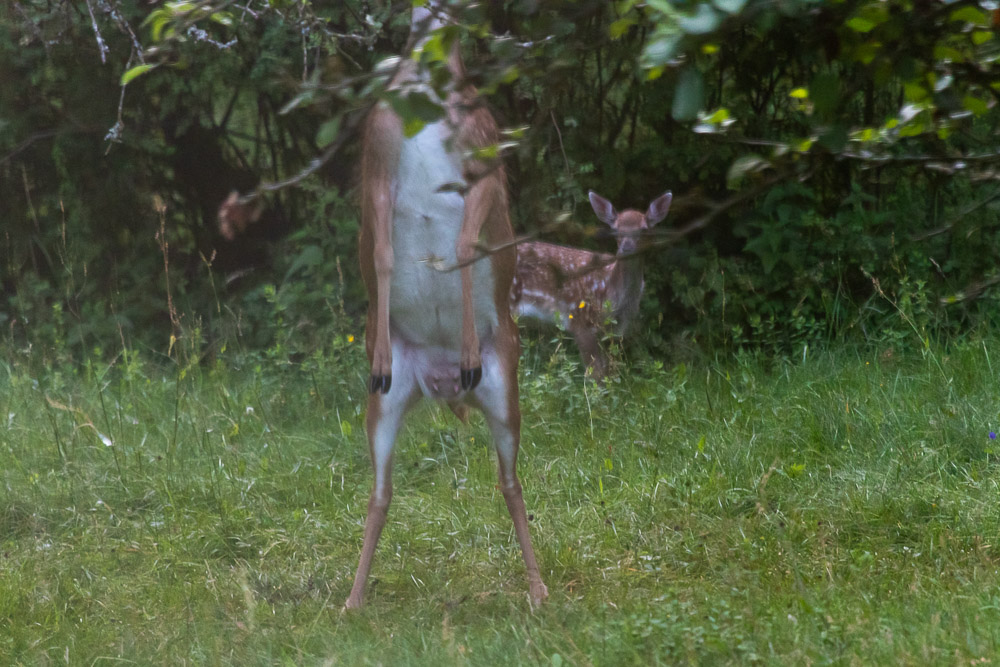 -Mums! -Vad gör mamma!