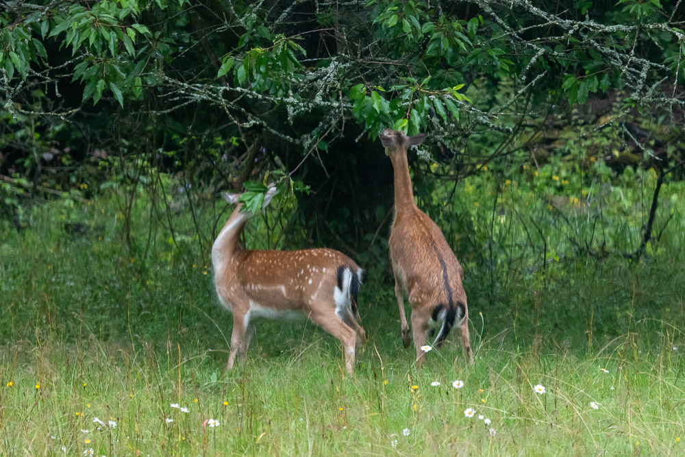 Bigarråträdsblad är gott!