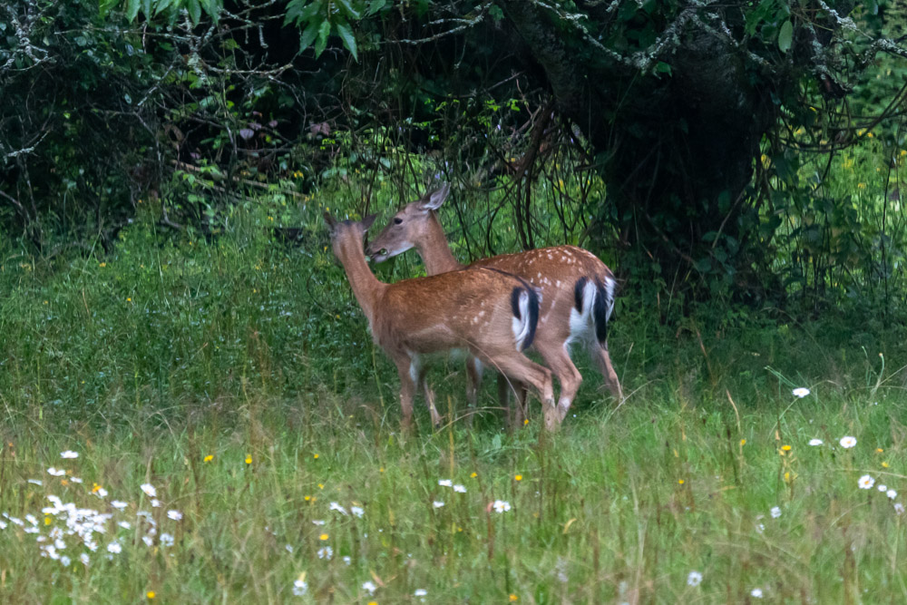 De båda hindarna är helt klart mycket goda vänner.