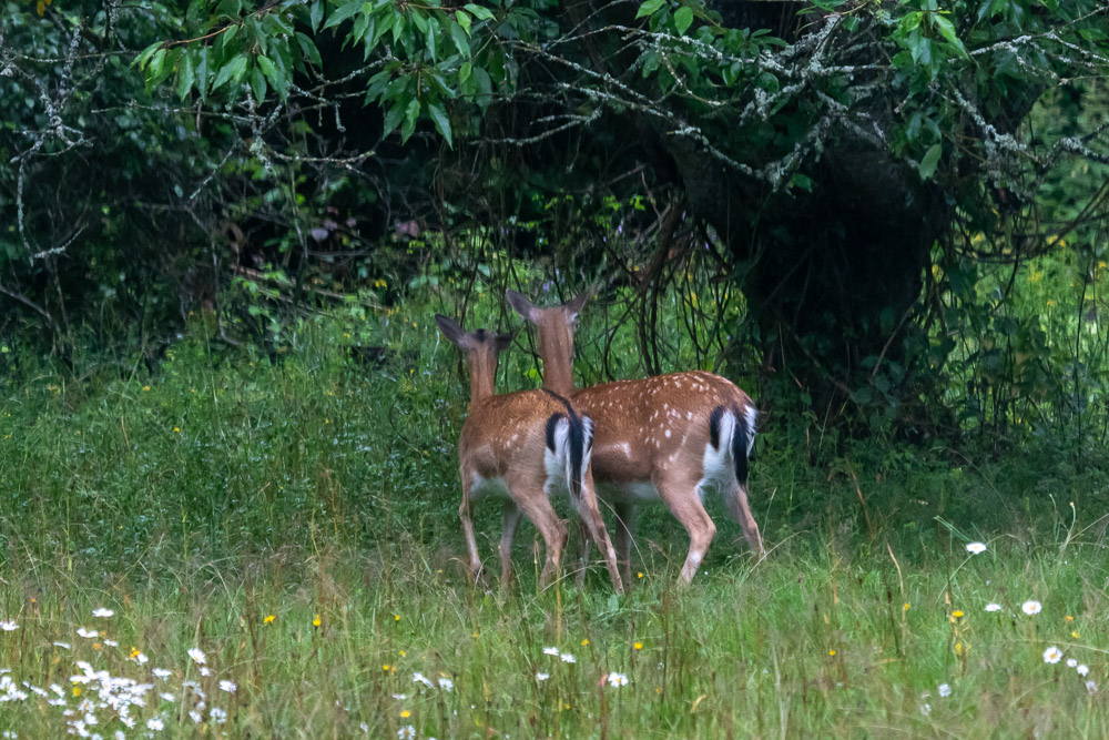 Dom gick gärna tätt tillsammans.