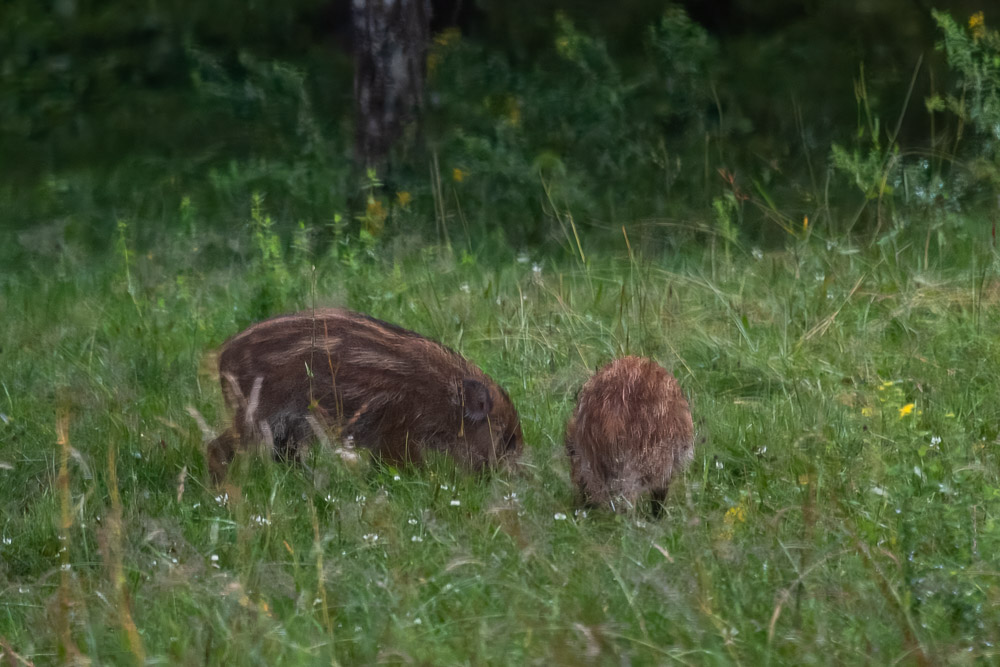 Ett inte fullt så uppskattat besök. Synnerligen milt uttryckt!