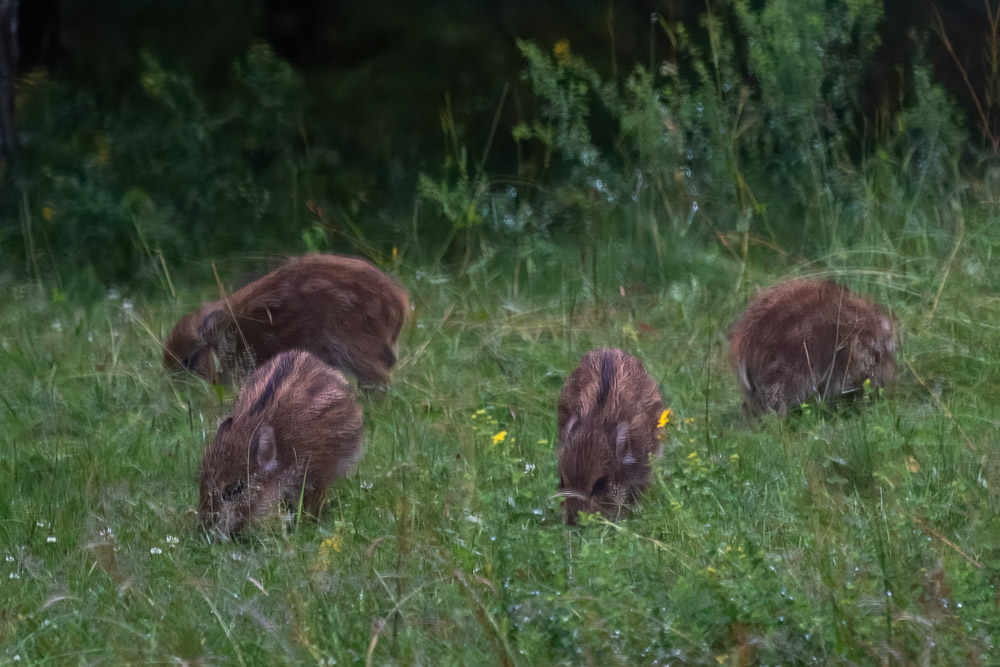 Och många kommer dom!