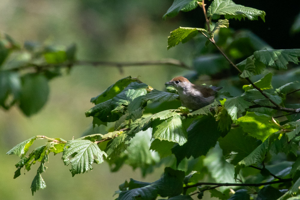 En svarthätta i hasselbusken.