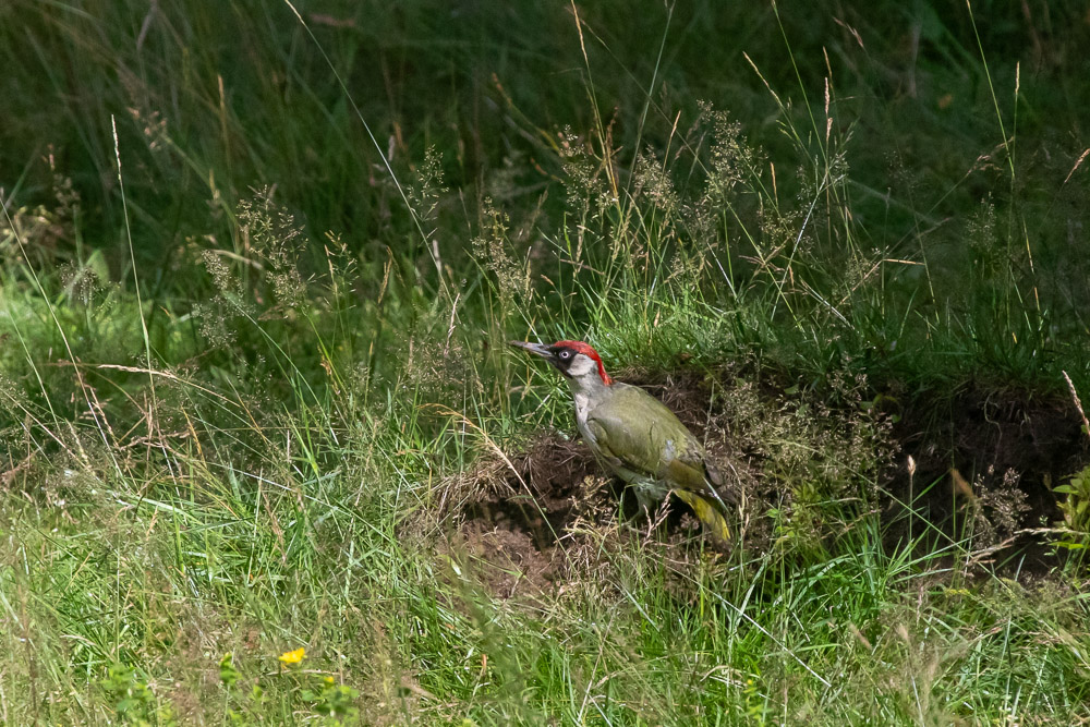 En gröngöling hade utgrävning vid välta äppelträdet.