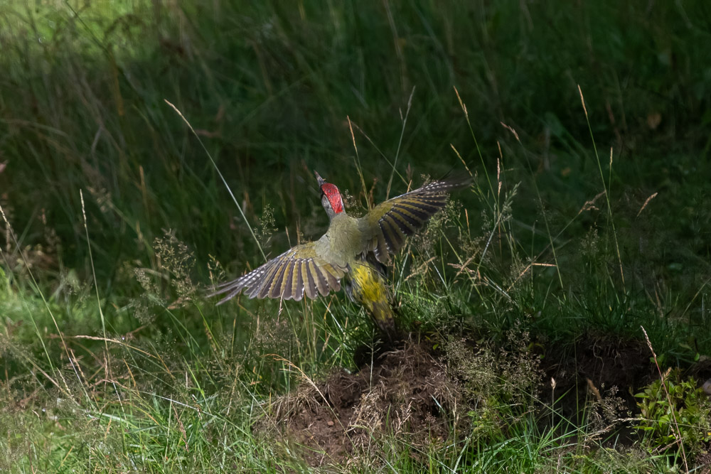 Riktigt tjusig när den lyfter!