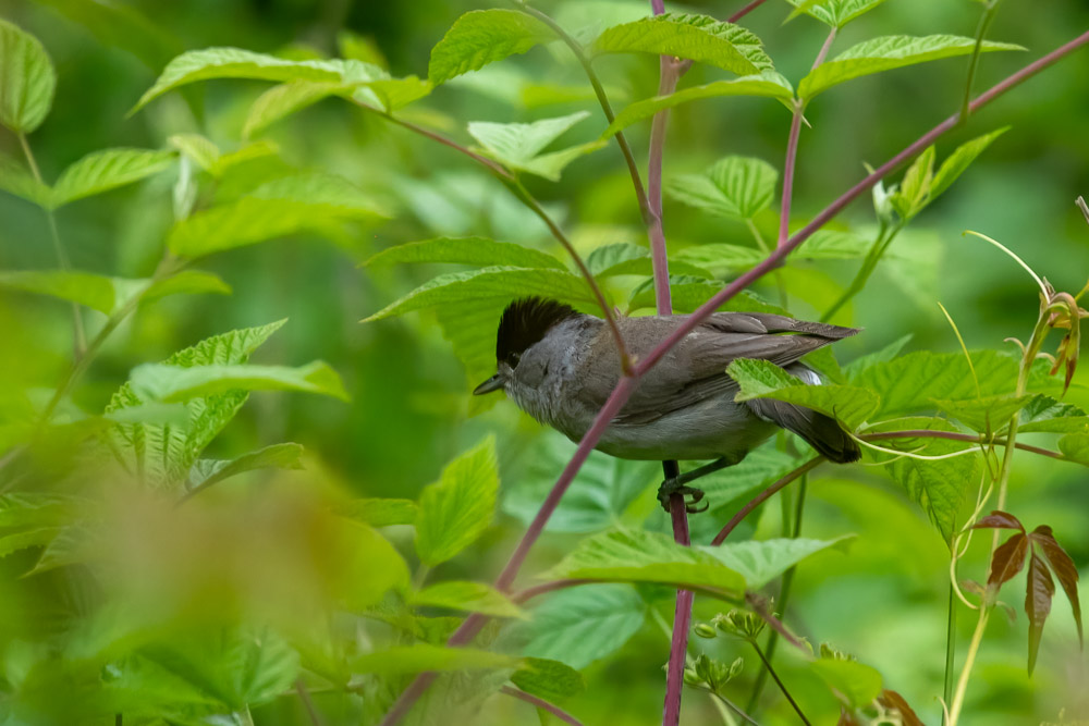 Svarthättan dök ner bland björnbärsrevorna.