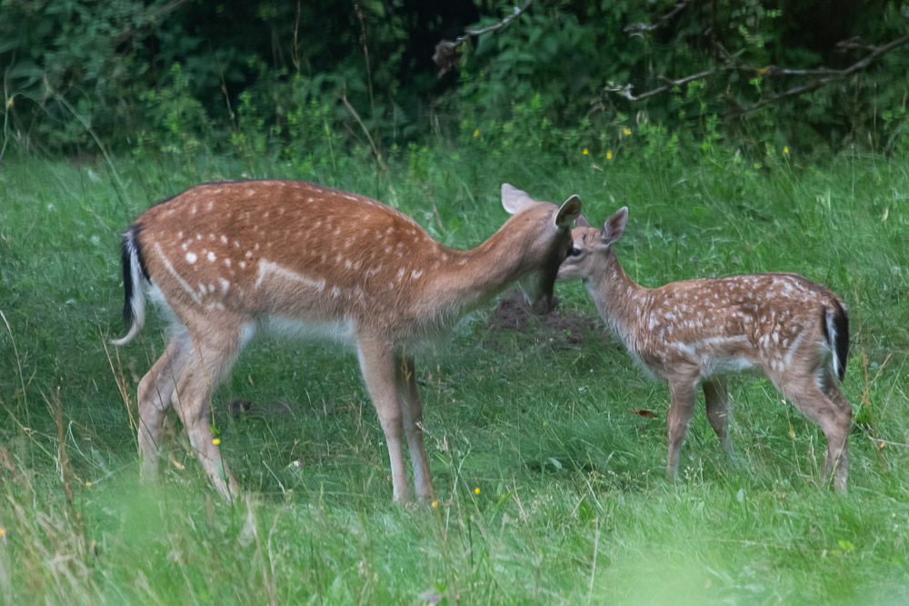 -Du kan väl gå och stångas med dom andra kalvarna!