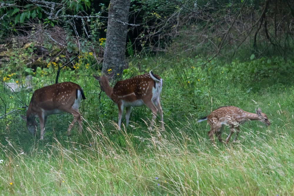 -Det vet jag väl! Hej då mamma!