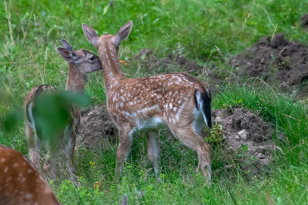 Riktig syskonkärlek!