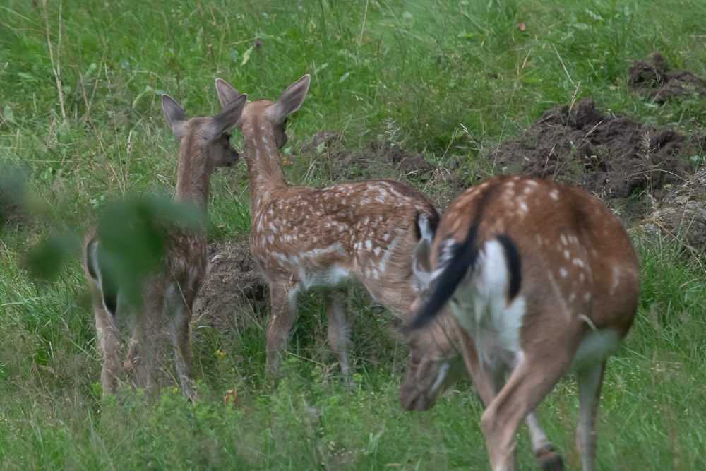 -Vad är det, därborta?