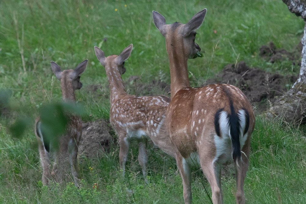 Sex ögon ser mer än fyra!