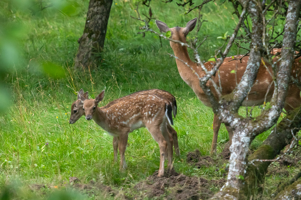 En hjortkalv med två huvuden och tre bakben? Nej, bror och syster som står varandra nära. Bokstavligen.
