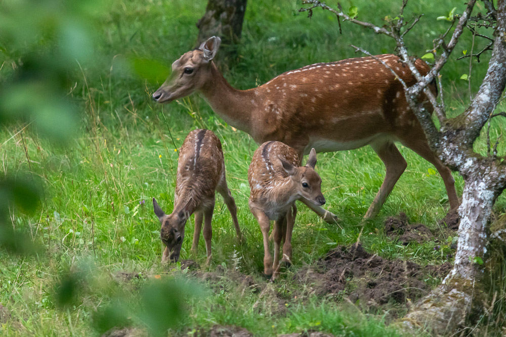 De håller gärna ihop.