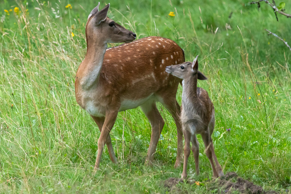-Ser du något, mamma?