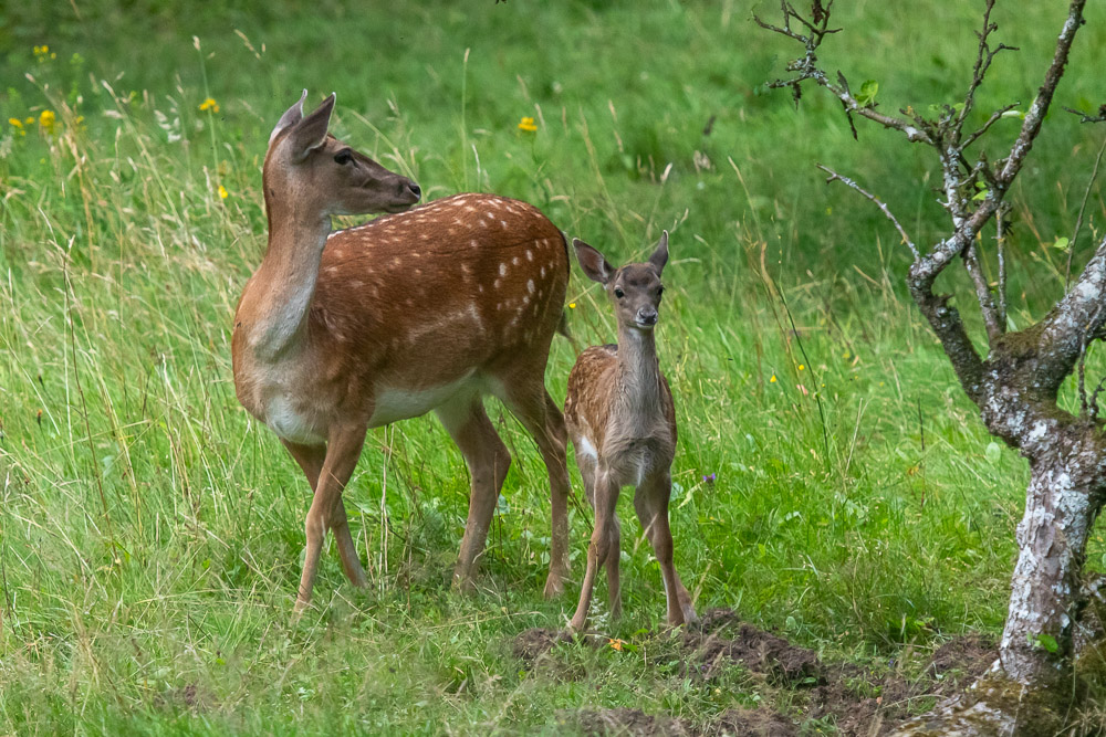 -Jag hjälper dig att spana!