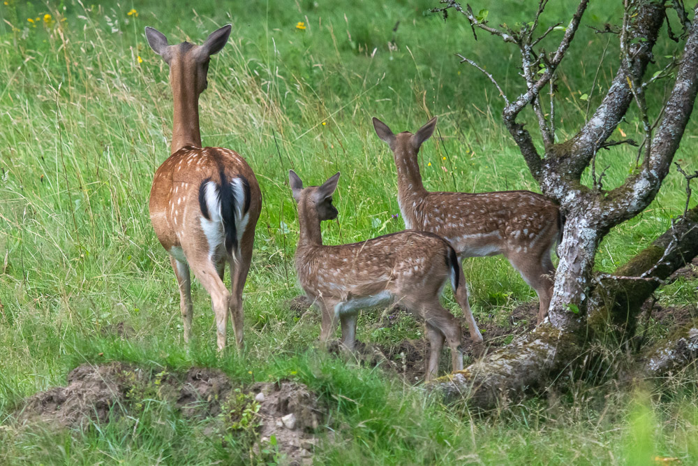 Hela familjen på spaning!