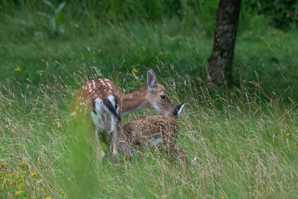 Bränslepåfyllning.