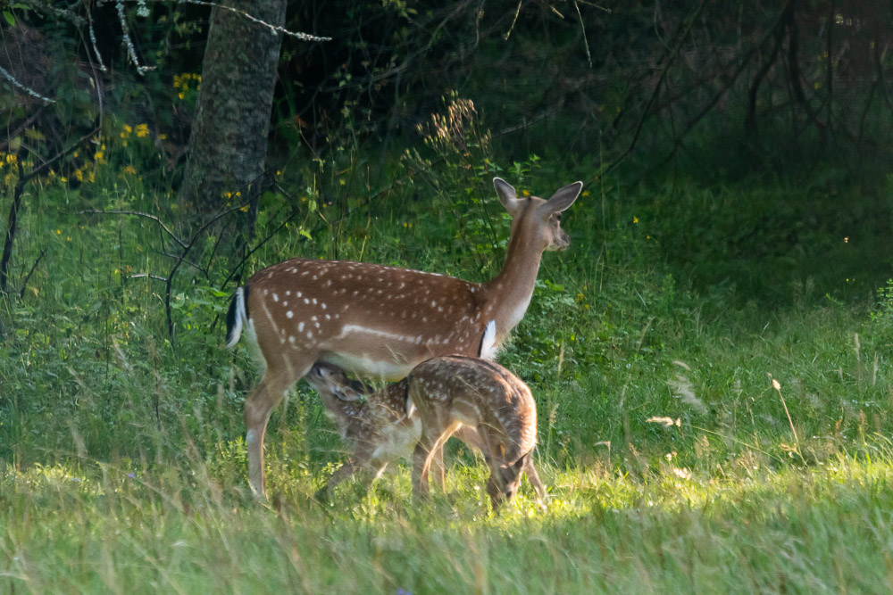 En får dia, en får vänta.