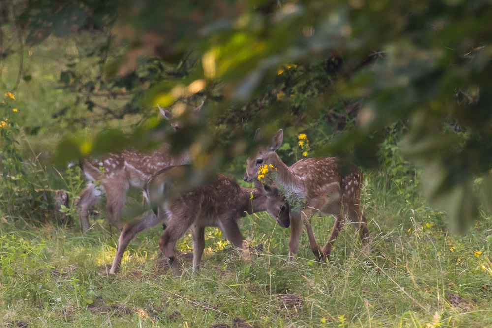Tjong i medaljongen!