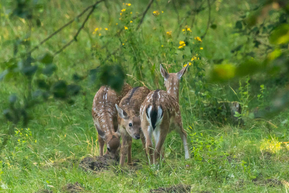 Trängsel i busgruppen!