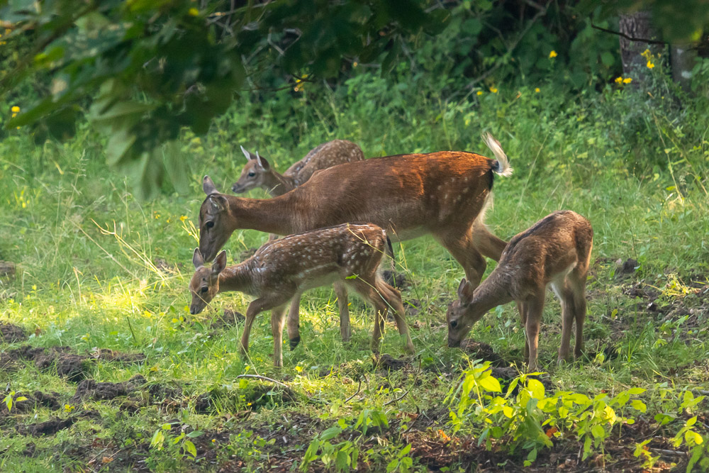 Hindarna hjälps åt med barnpassning.