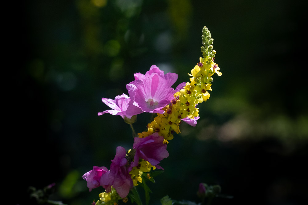 Malva och kungsljus i middagssol.