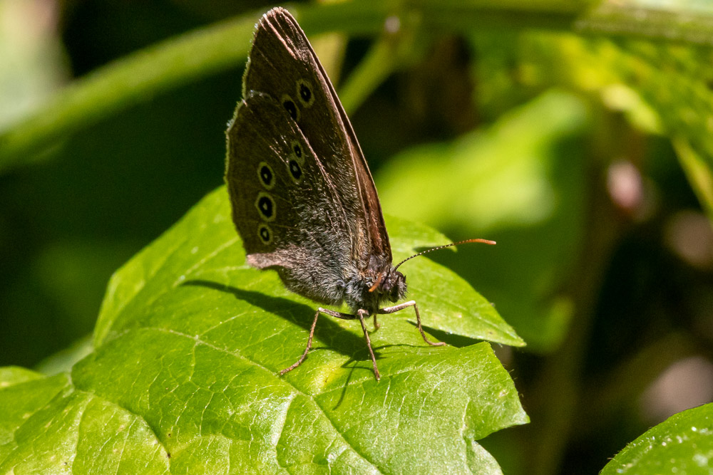 En av luktgräsfjärilarna som flög omkring i solskenet.
